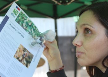 Manejo integrado del cultivo para combatir el insecto Bagrada hilaris