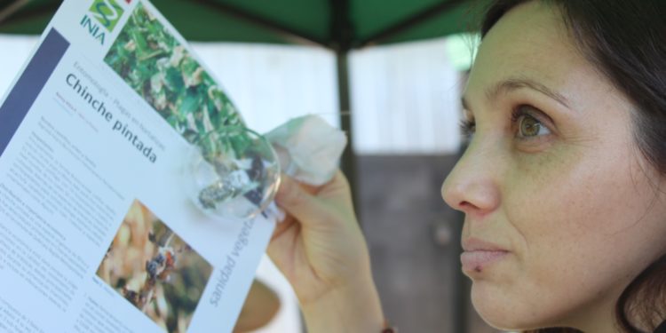 Manejo integrado del cultivo para combatir el insecto Bagrada hilaris