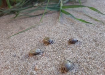 Aprenda a proteger a sus mascotas de las molestas garrapatas