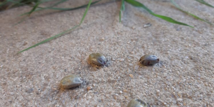 Aprenda a proteger a sus mascotas de las molestas garrapatas