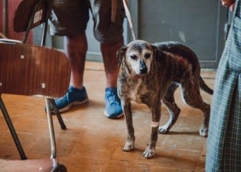 Sigue arduo trabajo de centro de atención para animales afectados por incendio en Valparaíso