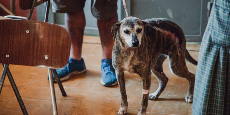 Sigue arduo trabajo de centro de atención para animales afectados por incendio en Valparaíso
