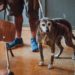 Sigue arduo trabajo de centro de atención para animales afectados por incendio en Valparaíso