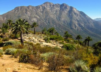Sector Palmas de Ocoa del parque La Campana en Hijuelas es reabierto de forma parcial