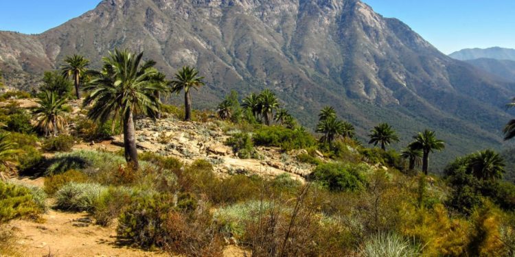 Sector Palmas de Ocoa del parque La Campana en Hijuelas es reabierto de forma parcial