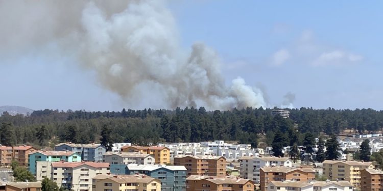 Incendio afecta a sector Bosques de Montemar en Concón y helicóptero Chinook llega para combatir las llamas