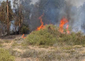 Equipos de emergencia logran controlar incendio forestal en Concón: 5,5 hectáreas quemadas