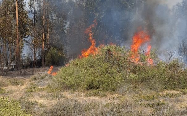 Equipos de emergencia logran controlar incendio forestal en Concón: 5,5 hectáreas quemadas