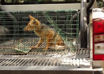 Rescatan a zorro culpeo desorientado en centro turístico de Olmué: salió de su hábitat para buscar alimento por la sequía