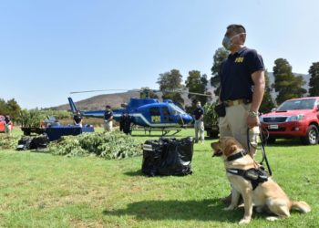 En La Cruz lanzan «Plan Cannabis 2020», que busca incautar plantaciones de marihuana en seis regiones del país