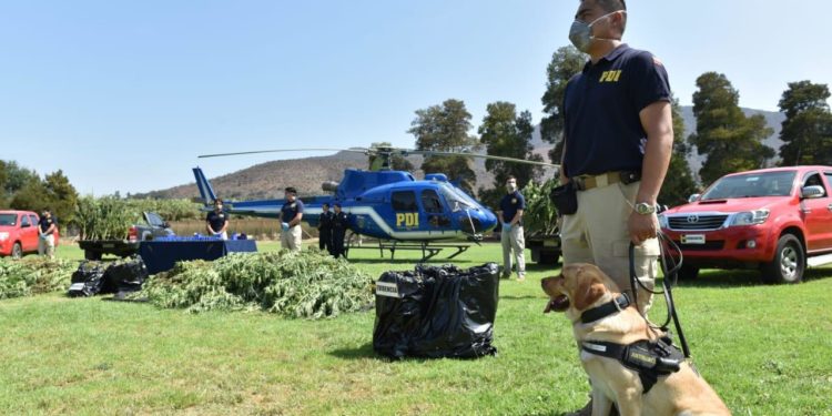 En La Cruz lanzan «Plan Cannabis 2020», que busca incautar plantaciones de marihuana en seis regiones del país