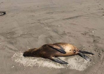 Greenpeace pide que se investigue muerte de cerca de 80 animales en playa La Boca de Concón
