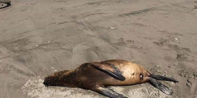 Greenpeace pide que se investigue muerte de cerca de 80 animales en playa La Boca de Concón