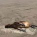 Greenpeace pide que se investigue muerte de cerca de 80 animales en playa La Boca de Concón