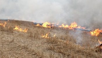 Mañana comenzarán a regir nuevas exigencias de prevención  de incendios en planes de manejo de plantaciones