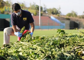 Detienen a hombre que tenía plantas de marihuana de más de tres metros en su domicilio
