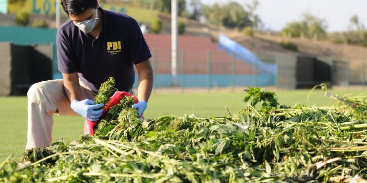 Detienen a hombre que tenía plantas de marihuana de más de tres metros en su domicilio