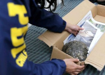Tortuga con una lesión en su caparazón es rescatada desde la Quinta Vergara