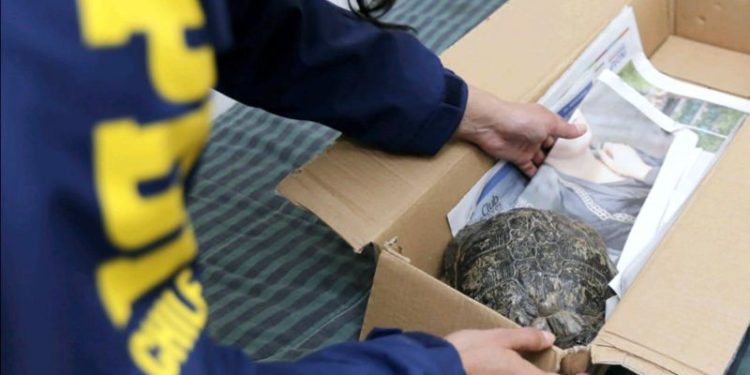 Tortuga con una lesión en su caparazón es rescatada desde la Quinta Vergara