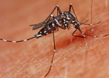 Instituto de Salud Pública confirma casos de dengue tipo 2 en Isla de Pascua