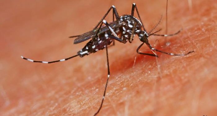Instituto de Salud Pública confirma casos de dengue tipo 2 en Isla de Pascua