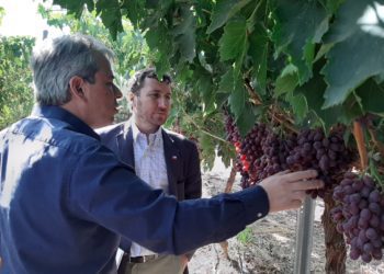 Es presentada nueva variedad de uva de mesa mejorada genéticamente en Chile