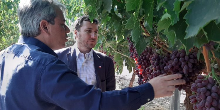 Es presentada nueva variedad de uva de mesa mejorada genéticamente en Chile