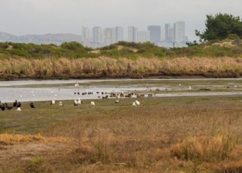Ponen en marcha proyecto para conservar humedales costeros de Chile y la región