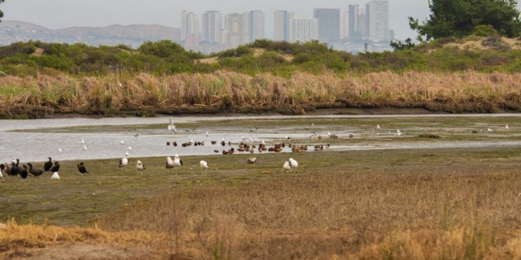 Ponen en marcha proyecto para conservar humedales costeros de Chile y la región
