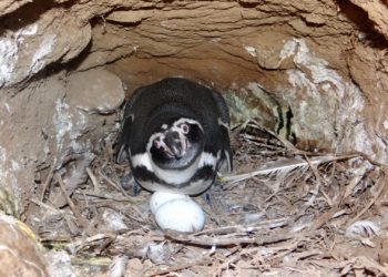 Más de mil pingüinos de Humboldt son registrados en el Monumento Natural Isla Cachagua de Zapallar