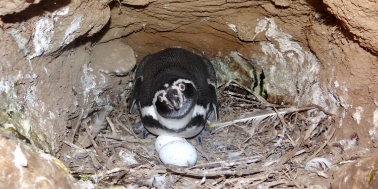 Más de mil pingüinos de Humboldt son registrados en el Monumento Natural Isla Cachagua de Zapallar