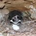 Más de mil pingüinos de Humboldt son registrados en el Monumento Natural Isla Cachagua de Zapallar