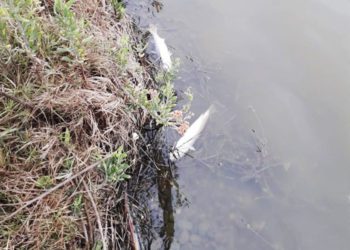 Sernapesca señala que contaminantes no provocaron mortandad de peces en la desembocadura del río Aconcagua en Concón
