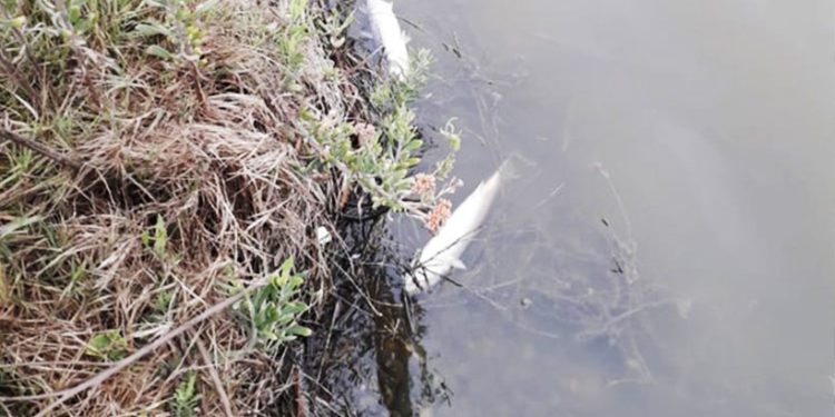 Sernapesca señala que contaminantes no provocaron mortandad de peces en la desembocadura del río Aconcagua en Concón