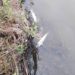 Sernapesca señala que contaminantes no provocaron mortandad de peces en la desembocadura del río Aconcagua en Concón