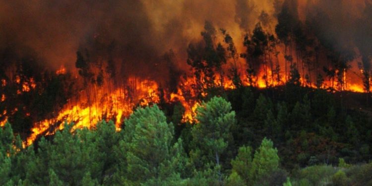 Buscan evitar incendios forestales en el último fin de semana de vacaciones en la Región de Valparaíso