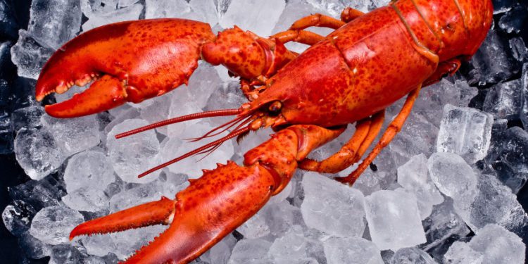 Coronavirus mantiene paralizadas las exportaciones de langosta de Juan Fernández hacia China