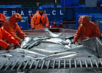 Todos los embarques de salmones con destino a China fueron suspendidos por Chile