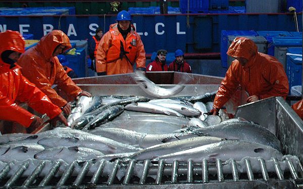 Todos los embarques de salmones con destino a China fueron suspendidos por Chile