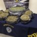 Con 11 kilos de cannabis destinada a Concón y Viña del Mar detienen a banda criminal