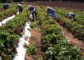 Sitio web con recomendaciones e información para la pequeña agricultura para enfrentar emergencia sanitaria es lanzado por Indap