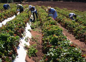 Sitio web con recomendaciones e información para la pequeña agricultura para enfrentar emergencia sanitaria es lanzado por Indap