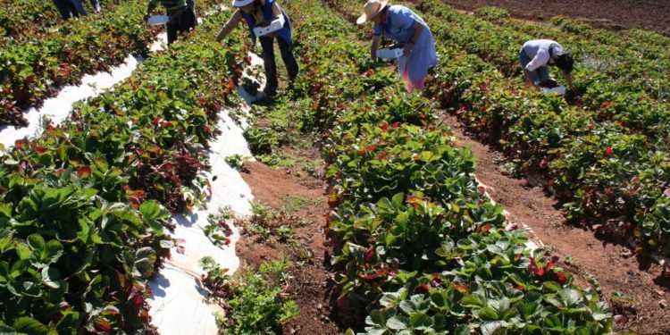 Sitio web con recomendaciones e información para la pequeña agricultura para enfrentar emergencia sanitaria es lanzado por Indap