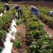 Sitio web con recomendaciones e información para la pequeña agricultura para enfrentar emergencia sanitaria es lanzado por Indap