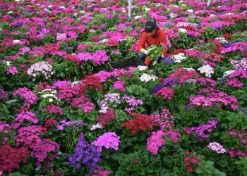Floricultores de la Región de Valparaíso viven drama por pérdidas económicas producto del Covid-19