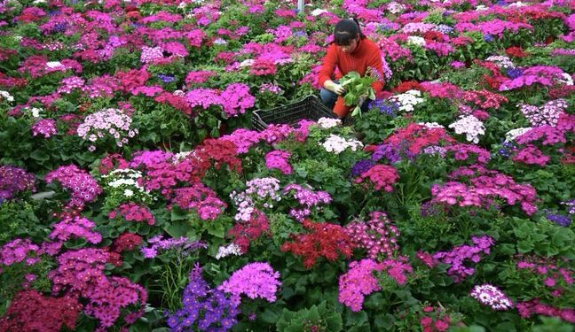Floricultores de la Región de Valparaíso viven drama por pérdidas económicas producto del Covid-19