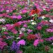 Floricultores de la Región de Valparaíso viven drama por pérdidas económicas producto del Covid-19