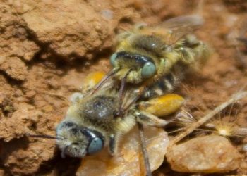 Investigación sobre estrategia reproductiva de abeja nativa será liderada por académica de la UPLA