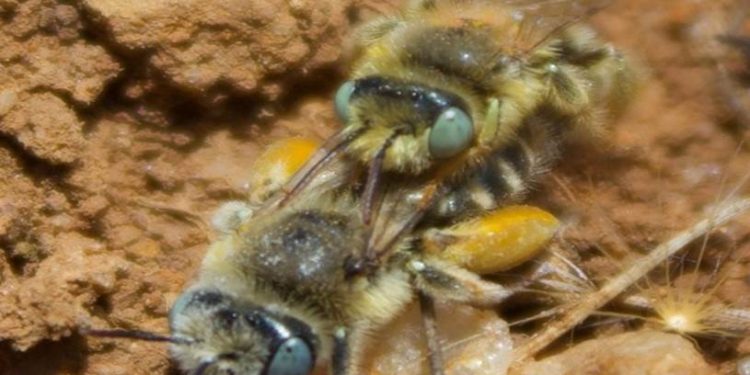 Investigación sobre estrategia reproductiva de abeja nativa será liderada por académica de la UPLA