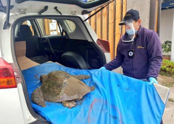 En Quintero rescatan a tortuga con síndrome de boyantes por posible consumo de plástico